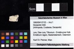 Foto (Objket + Etiketten) von Decapoda indet. 